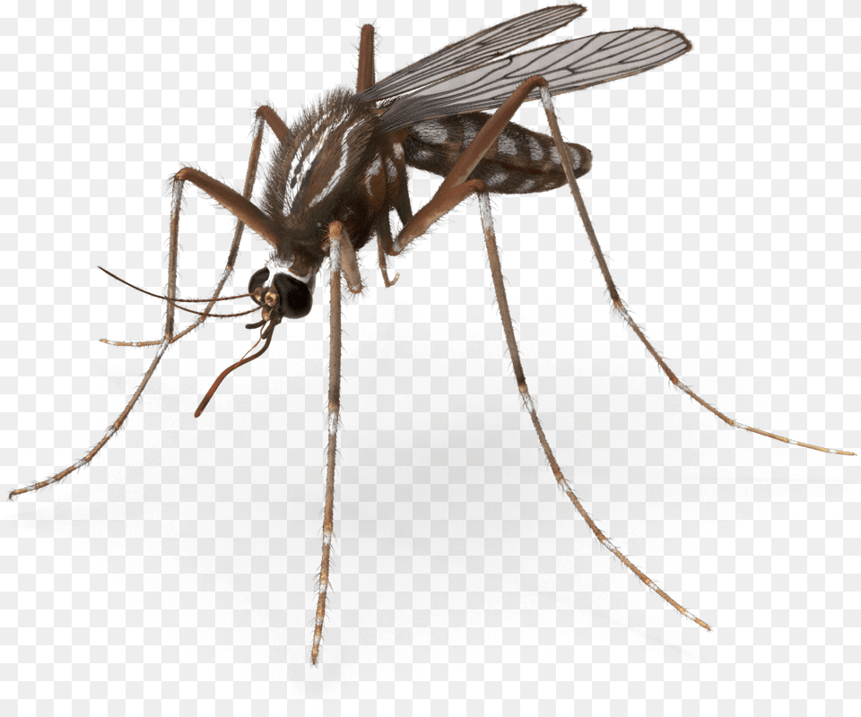 Mosquito Pest Control Royalty Mosquito Animated, Animal, Insect, Invertebrate Free Transparent Png