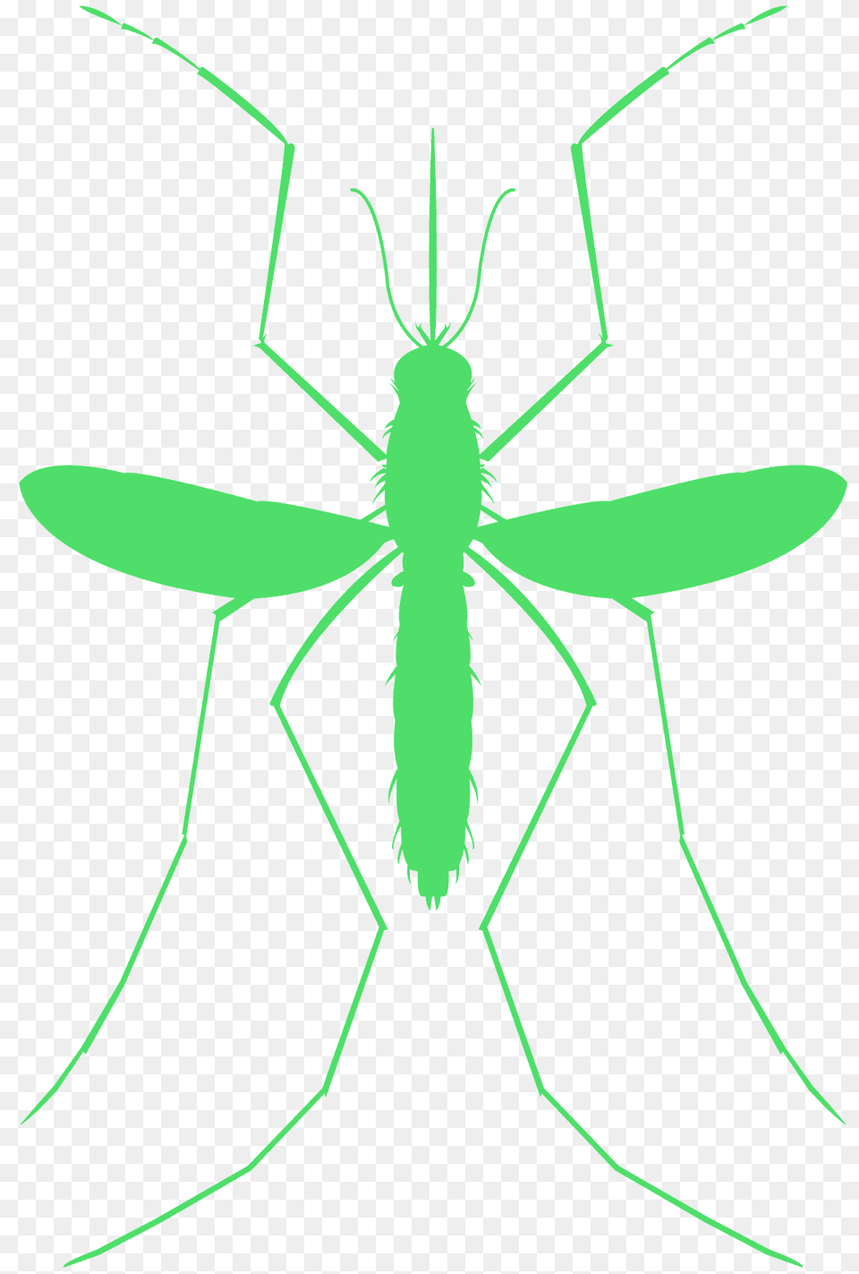 Mosquito Silhouette, Animal, Bow, Insect, Invertebrate Free Transparent Png