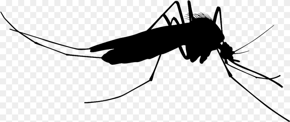 Mosquito Silhouettes Mosquito Silhouette, Lighting, Nature, Night, Outdoors Free Png Download