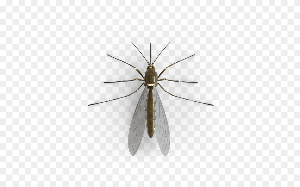 Mosquito Top V, Animal, Invertebrate, Spider Free Png Download