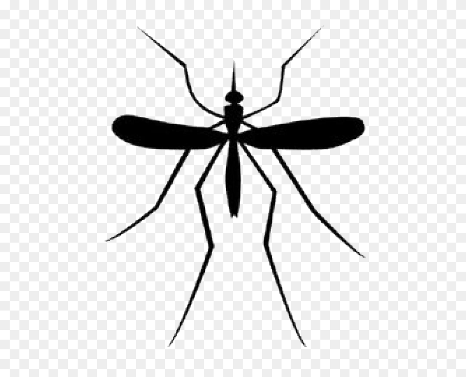 Mosquito Transparent, Animal, Insect, Invertebrate, Architecture Png Image