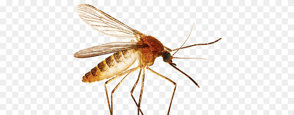 Mosquito Transparent Design, Animal, Insect, Invertebrate Png