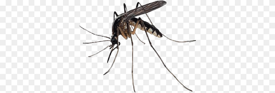 Mosquito Transparent Mosquito, Animal, Insect, Invertebrate, Spider Free Png Download
