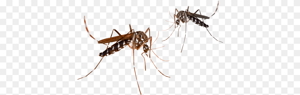 Mosquito Transparent Image Malaria Mosquito, Animal, Insect, Invertebrate Free Png