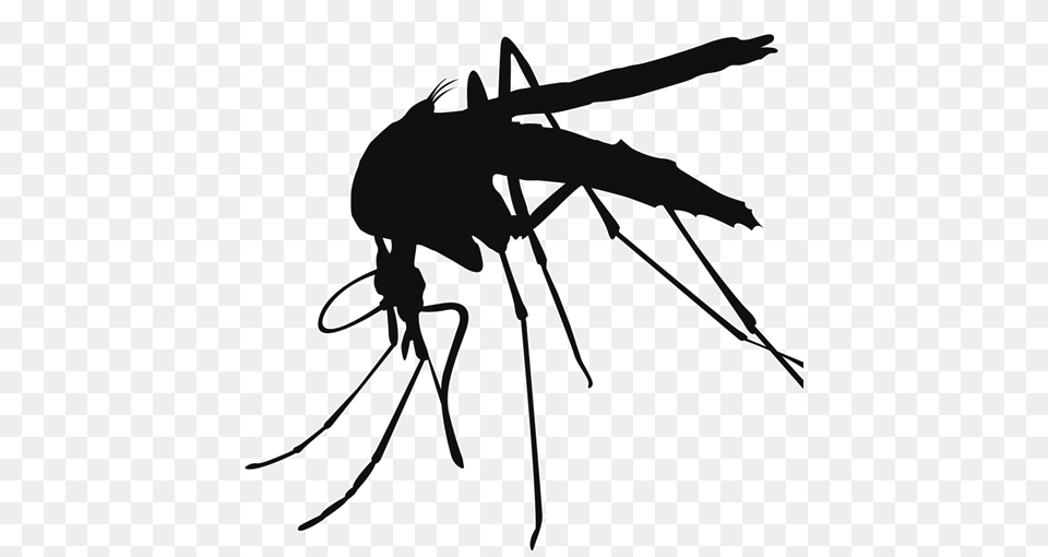 Mosquito Transparent Images, Animal, Bow, Insect, Invertebrate Png Image
