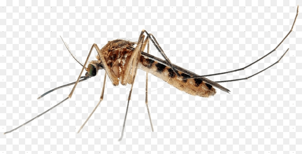 Mosquito Transparent Images Mosquito, Animal, Insect, Invertebrate, Dinosaur Free Png Download