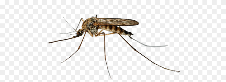 Mosquito Transparent Images Pictures Photos Arts, Animal, Insect, Invertebrate, Food Free Png Download