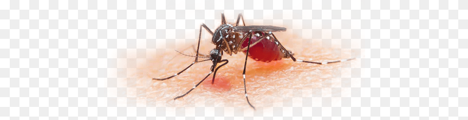 Mosquitoes Are Present Everywhere And All Times Malaria Vaccines The Continuing Quest, Animal, Insect, Invertebrate, Mosquito Free Transparent Png