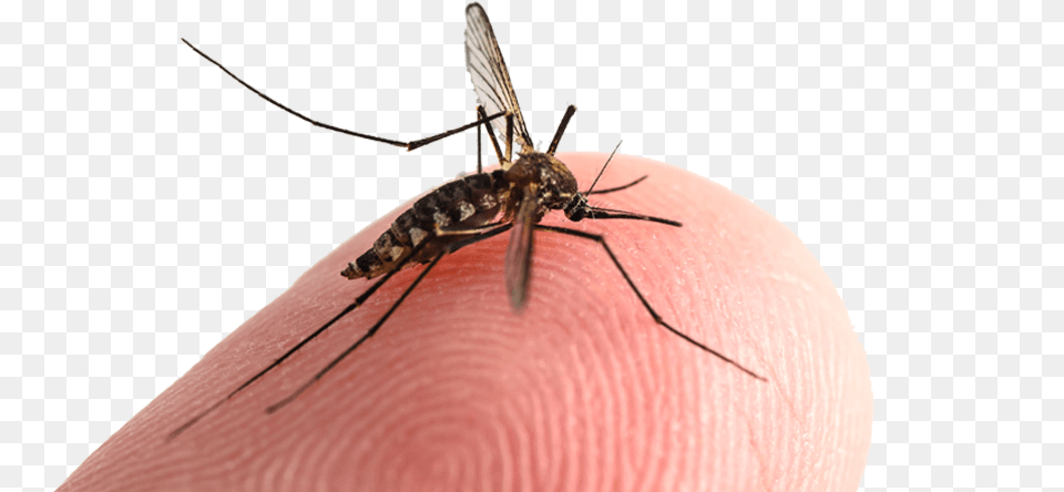 Mosquitoes Mosquito Bites Exterminator Elite Pest And, Animal, Insect, Invertebrate Free Png Download