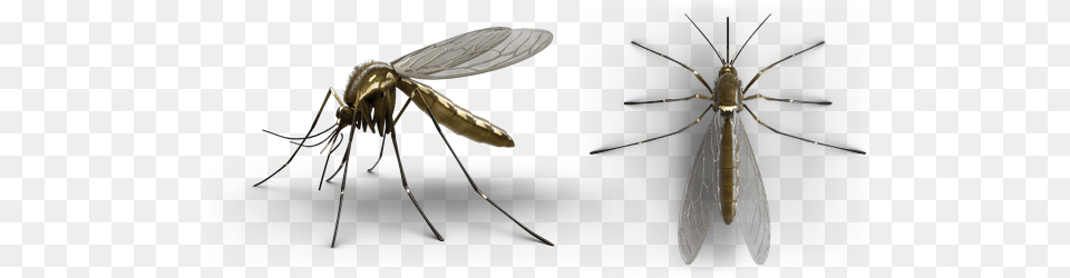 Mosquitoprofile, Animal, Insect, Invertebrate, Mosquito Free Png Download
