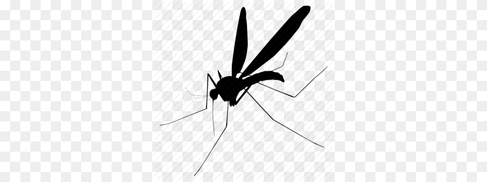 Mosquitos, Animal, Insect, Invertebrate, Mosquito Free Png Download