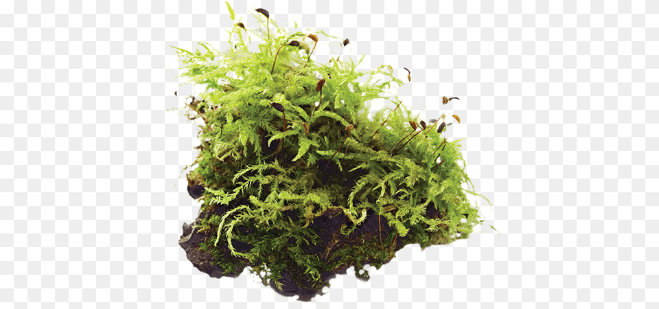 Moss, Plant Free Png Download