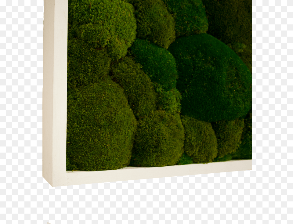 Moss, Fence, Hedge, Plant, Grass Free Png Download