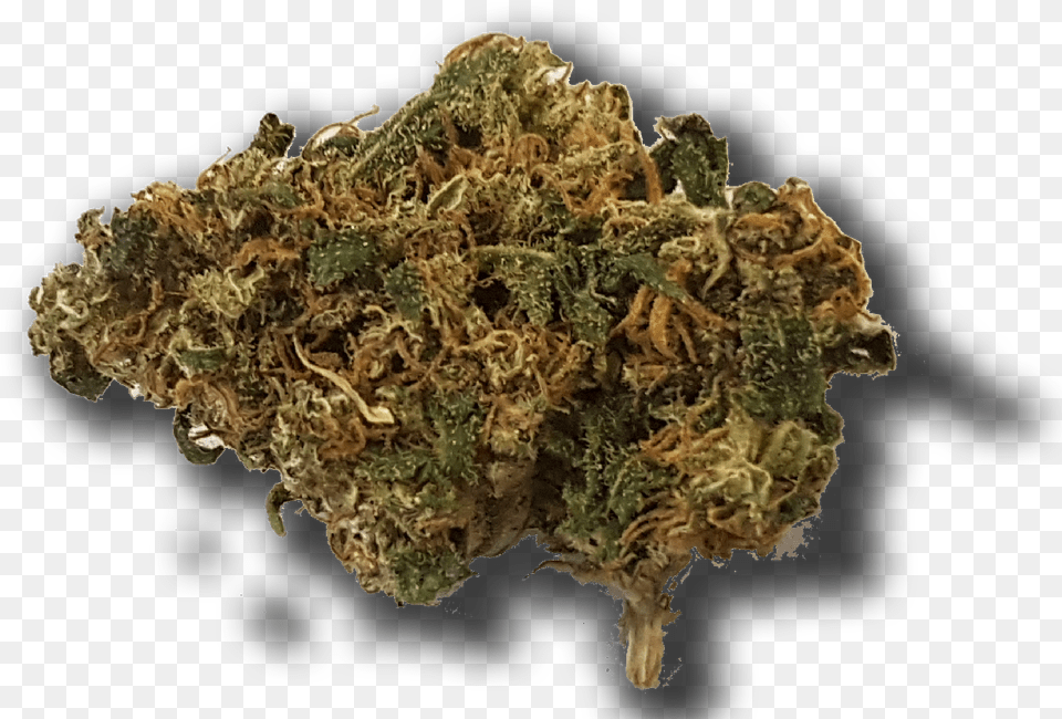 Moss, Plant, Weed Png Image