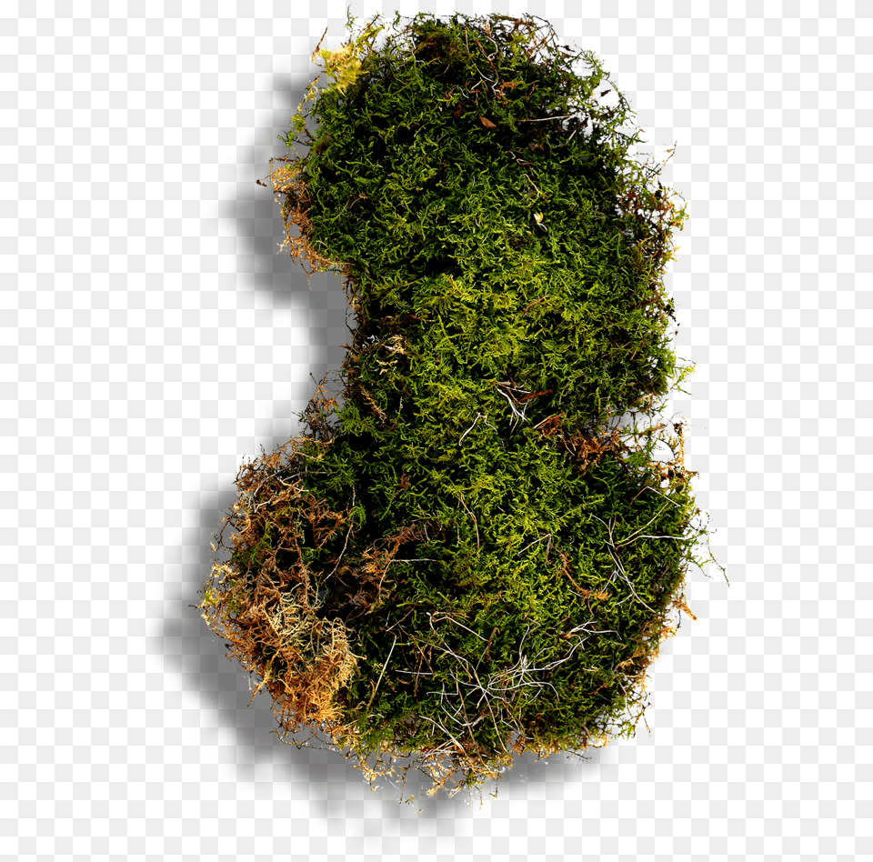 Moss, Plant Free Transparent Png