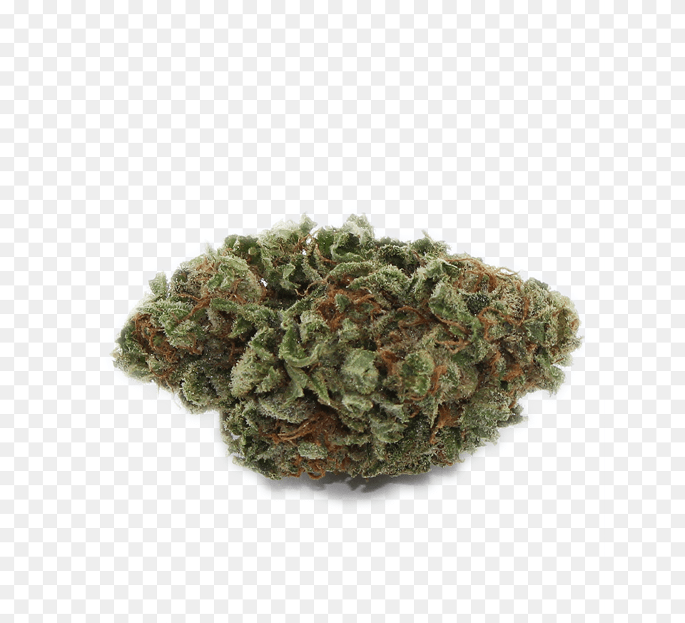 Moss, Plant, Weed, Plate, Herbal Png