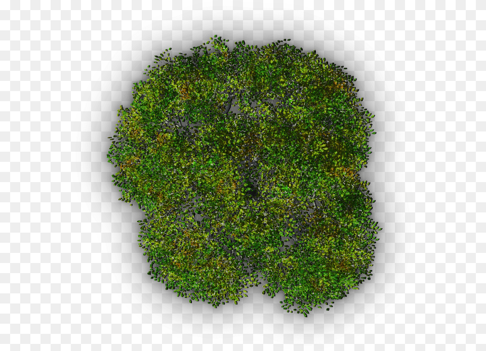 Moss, Green, Tree, Plant, Vegetation Free Png Download