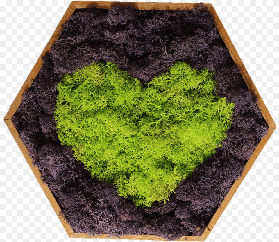 Moss, Plant Png