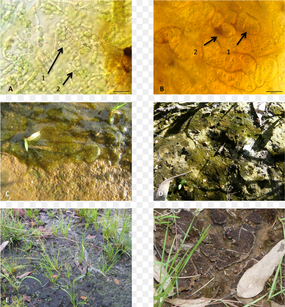 Moss, Art, Collage, Soil, Plant Free Transparent Png