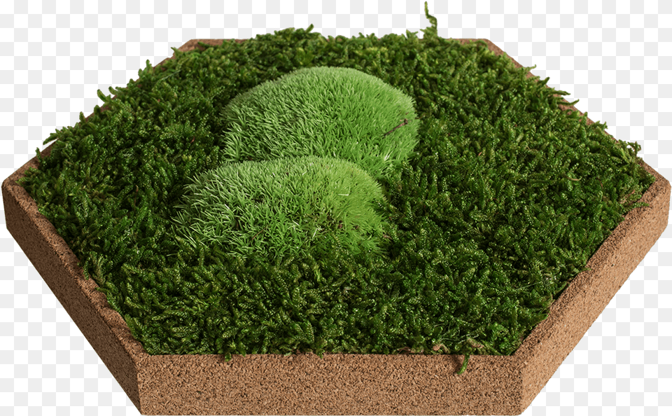 Moss, Grass, Potted Plant, Plant, Vegetation Free Png Download