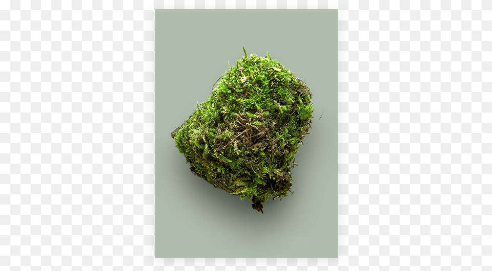 Moss, Plant, Green Free Transparent Png