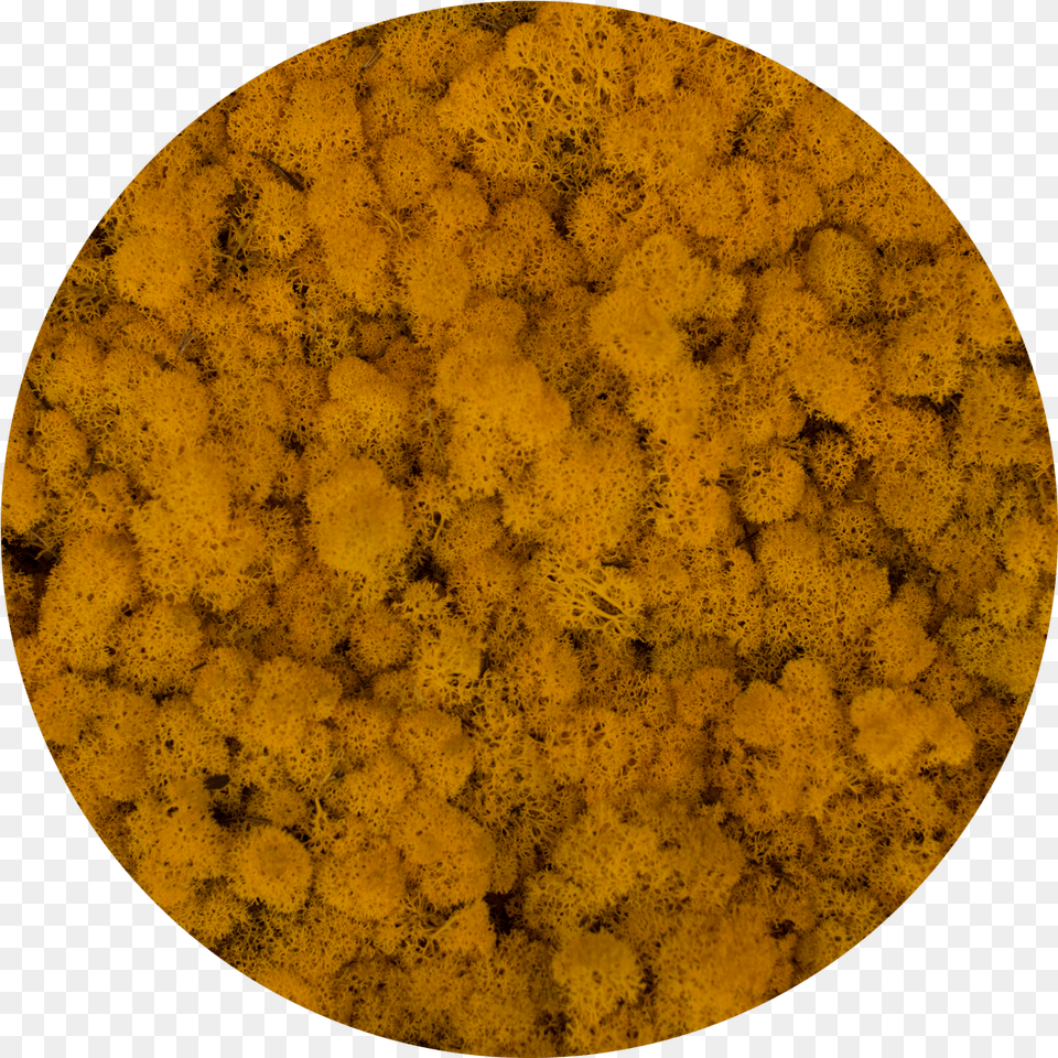 Moss All Packings Circle, Plant, Pollen, Astronomy, Moon Free Png