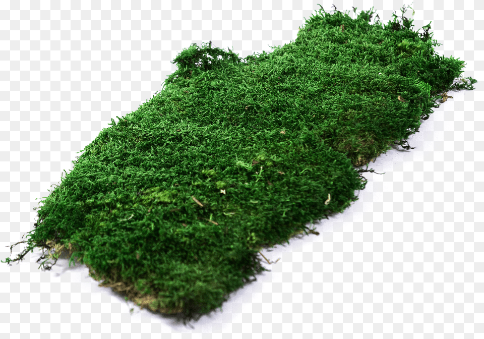 Moss Background, Plant, Vegetation Png
