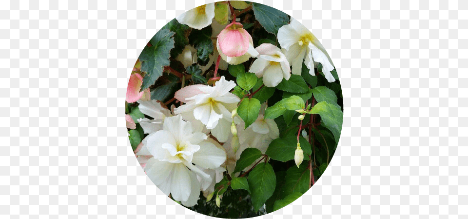 Moss Baskets And Flowers U2014 The Legacy In Motion Project Hydrangea Serrata, Flower, Petal, Photography, Plant Free Png Download