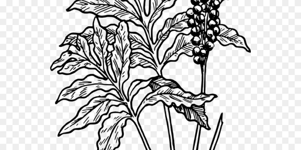 Moss Clipart Desert Plant Fern Clip Art, Gray Free Png