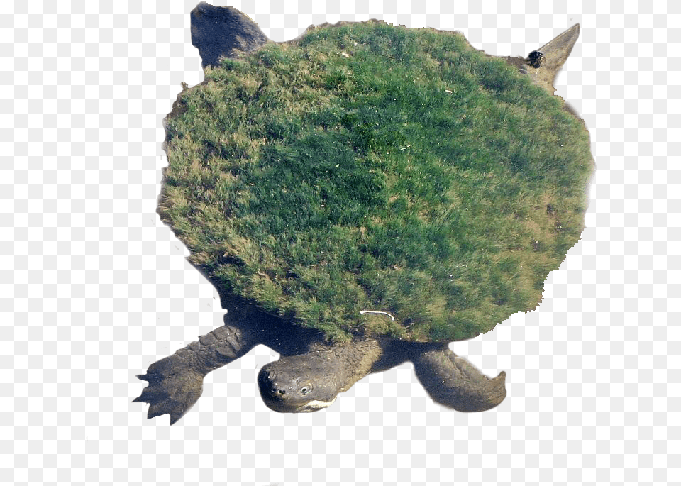 Moss Growing On Turtle, Animal, Reptile, Sea Life, Tortoise Free Png