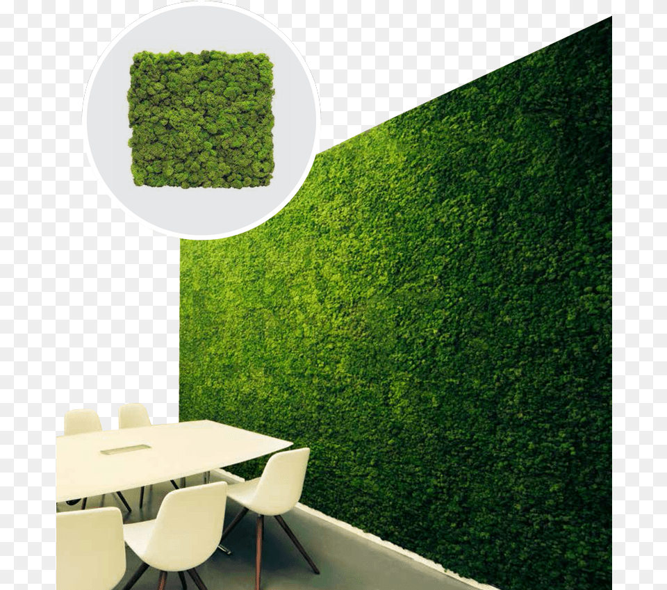 Moss Texture, Fence, Plant, Hedge, Chair Free Png Download