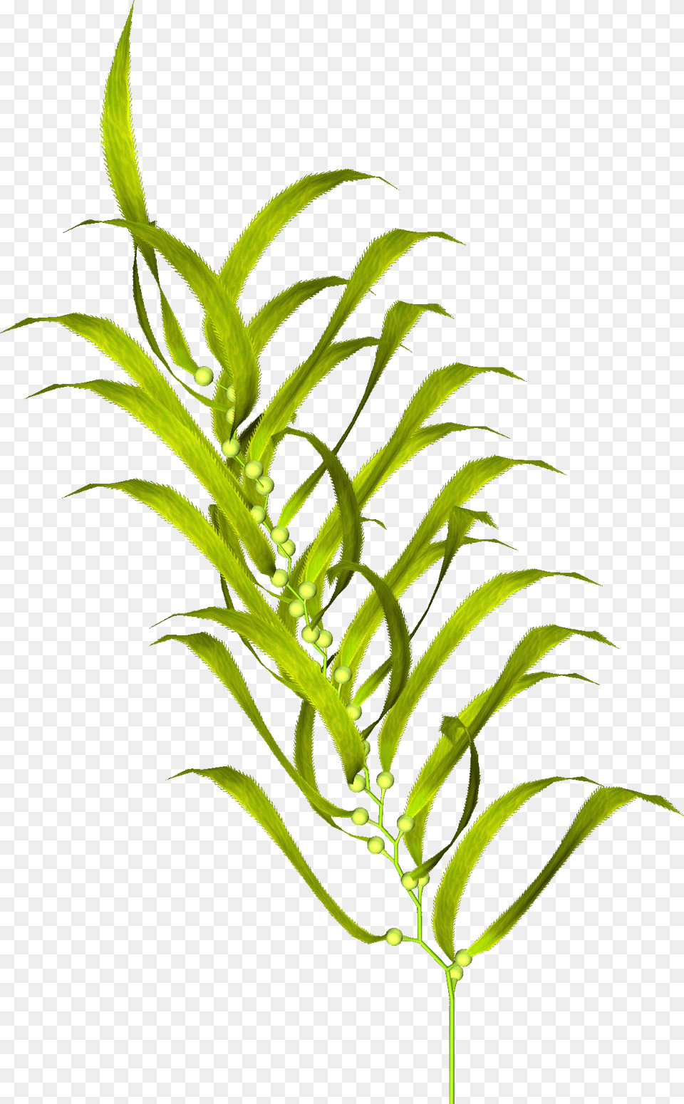 Moss Vector Algae Vodorosli Prozrachnij Fon, Grass, Leaf, Plant, Herbal Free Png Download