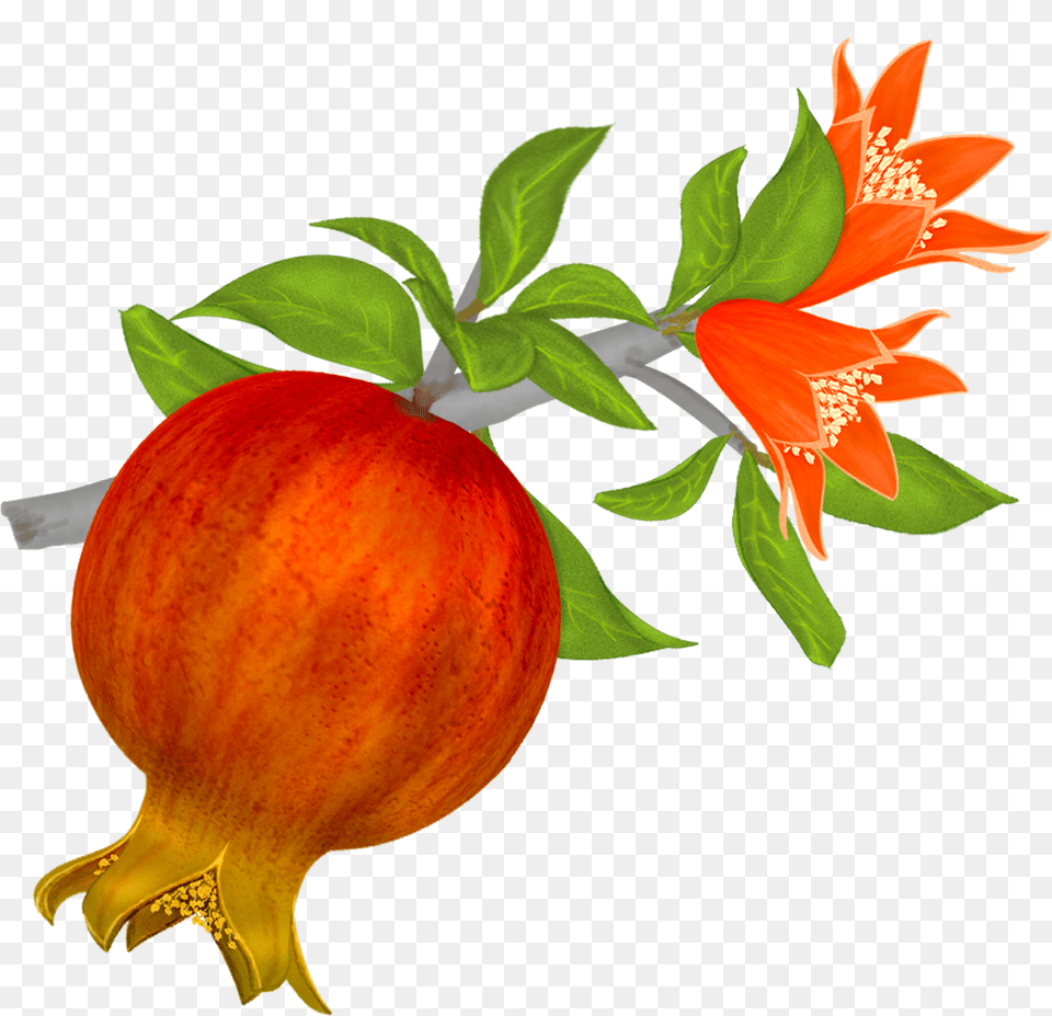 Moss Vector Watercolor Pomegranate Clip Art, Food, Fruit, Plant, Produce Png Image