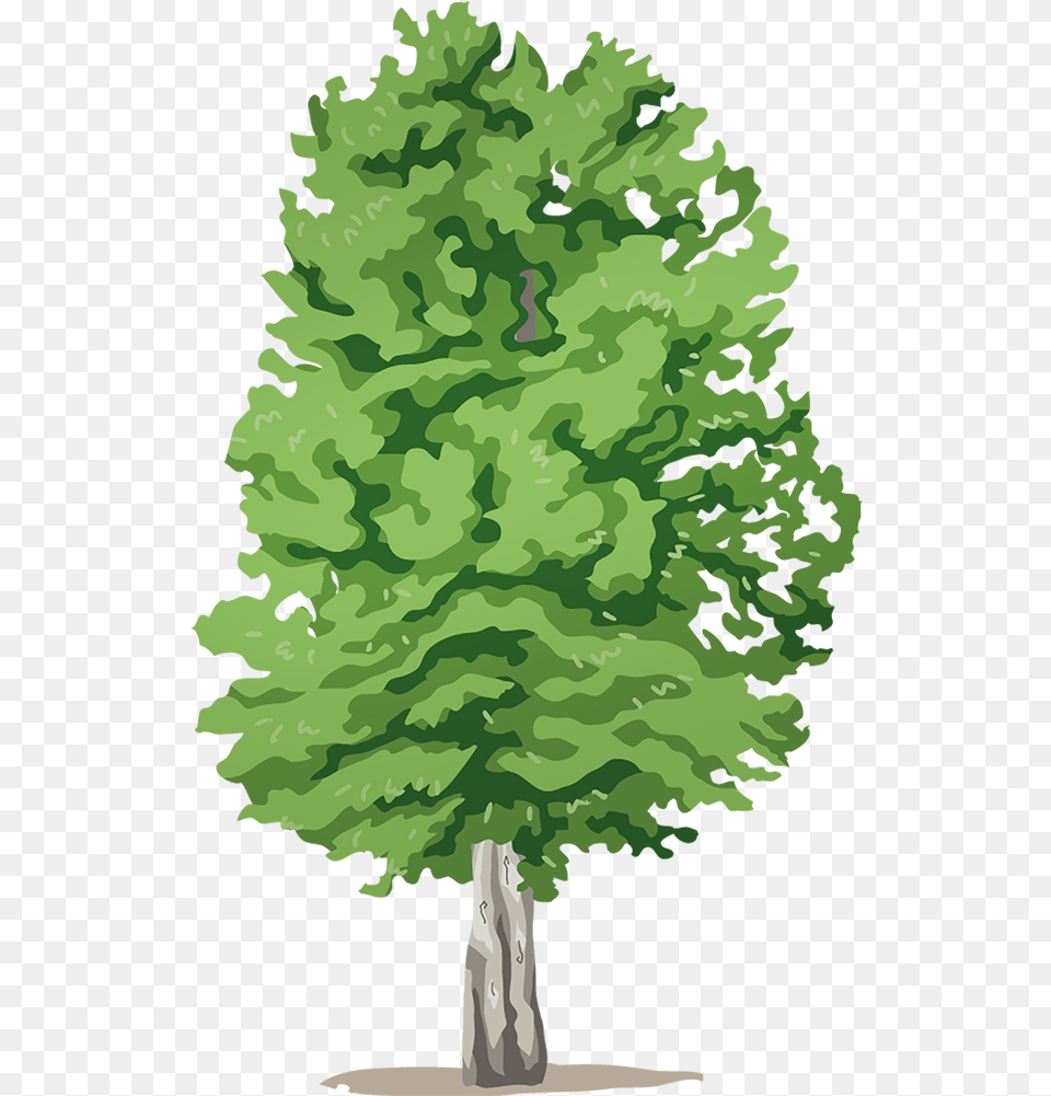 Mossy Cup Oak, Tree, Plant, Conifer, Sycamore Free Transparent Png