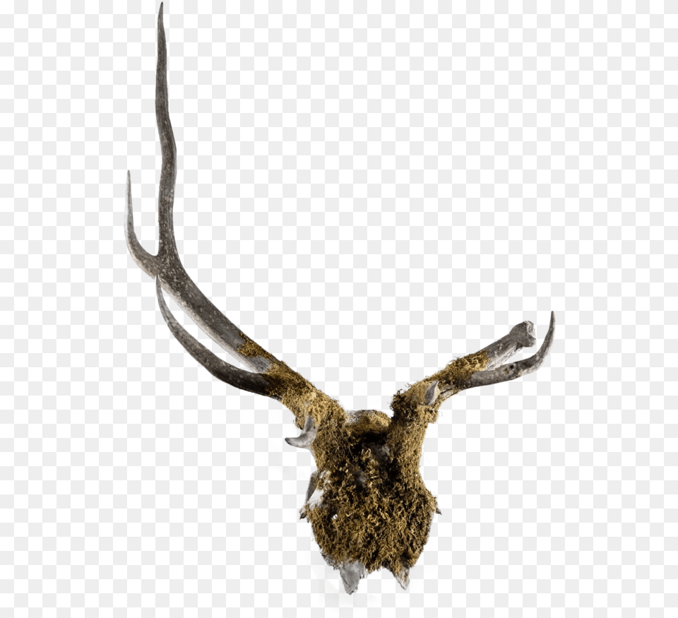 Mossy Deer Antler Mount, Animal, Mammal, Wildlife, Elk Free Png
