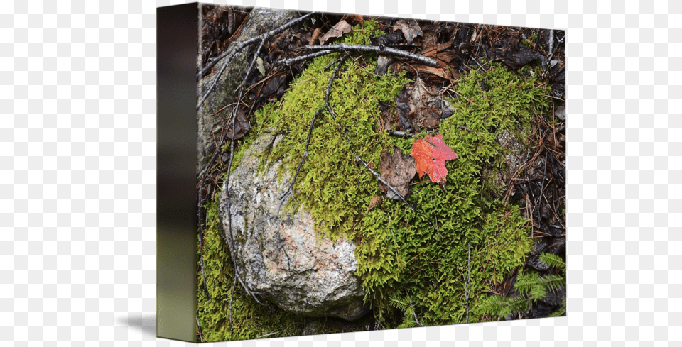 Mossy Rock Maine, Leaf, Plant, Tree, Maple Png