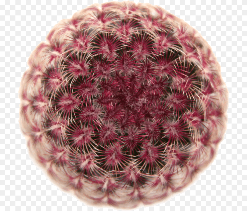 Most Beautiful Cacti Species, Cactus, Plant Png