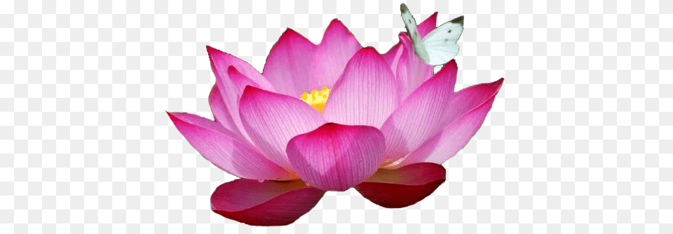 Most Beautiful Lotus Flower Most Beautiful Red Lotus Flower, Anther, Petal, Plant, Anemone Free Transparent Png