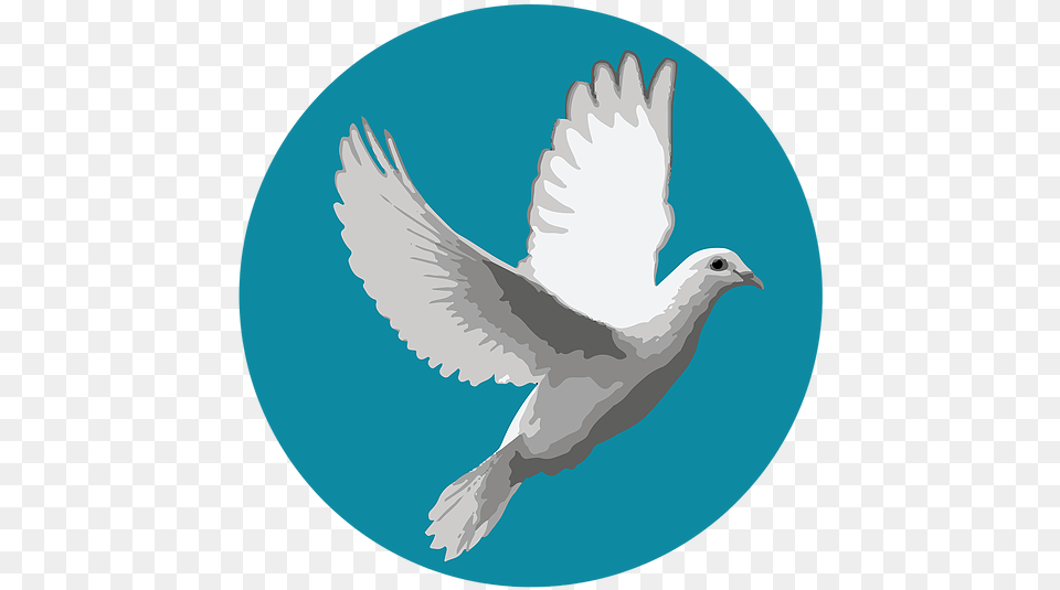 Most Beautiful White Birds, Animal, Bird, Dove, Pigeon Free Png Download