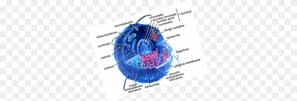 Most Cells Are So Small They Can39t Be Seen By The Naked Cell Structures And Metabolism In Cell Biology, Machine, Spoke, Business Card, Paper Free Transparent Png