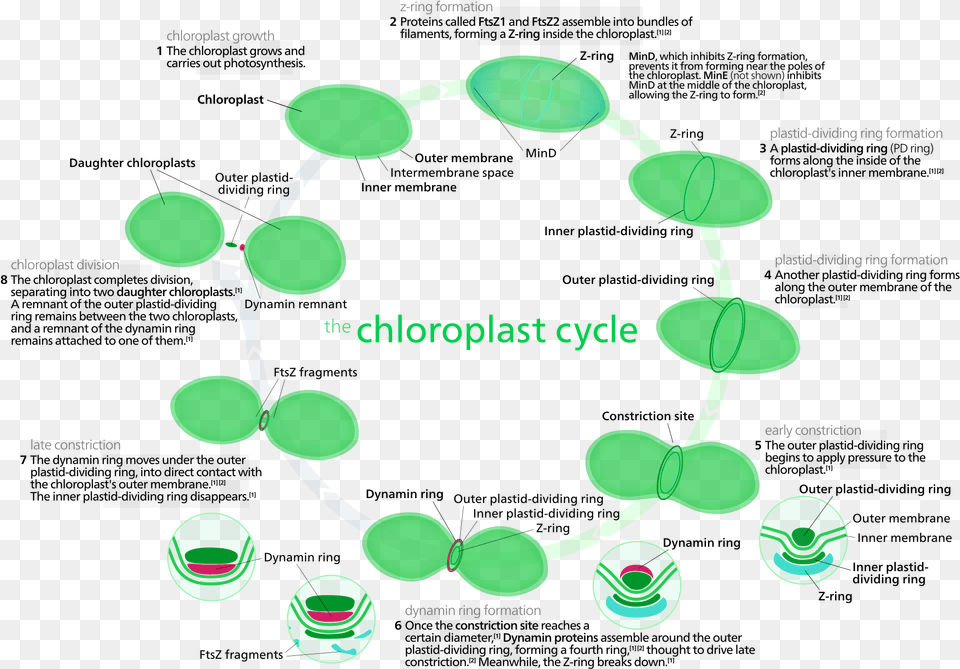 Most Chloroplasts In Plant Cells And All Chloroplasts, Accessories, Jewelry, Necklace, Gemstone Free Png