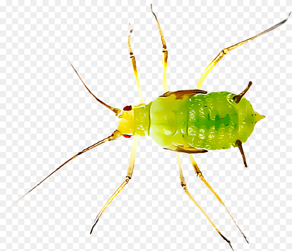 Most Common Insect Pests Found Aphids, Animal, Cricket Insect, Invertebrate, Aphid Png Image