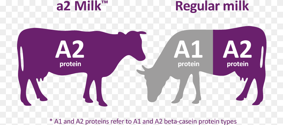 Most Cows39 Milk Brands Today Contain A Mix Of Both A2 Milk, Purple, Animal, Cattle, Livestock Png Image