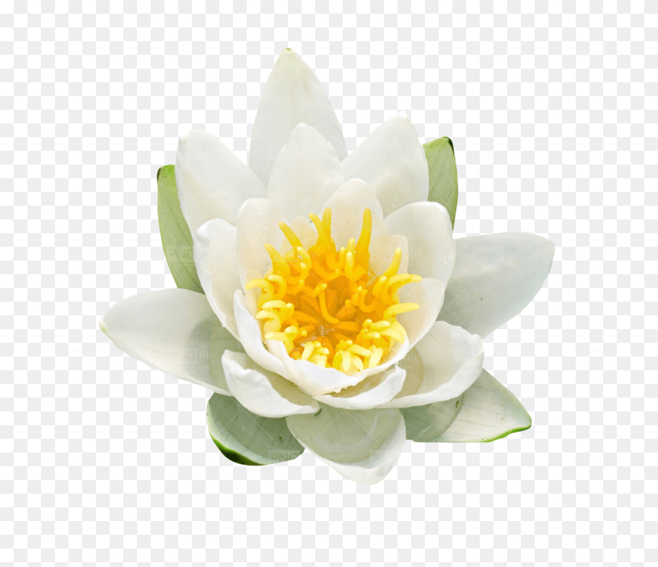 Most Downloads White Water Lily, Flower, Plant, Anther, Rose Free Png