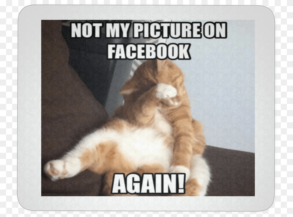 Most Funniest Cat Memes Ever, Animal, Mammal, Pet, Mat Png Image