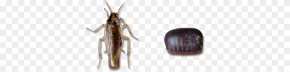 Most Other Species Deposit Their Ootheca After One Soldier Beetle, Animal, Insect, Invertebrate, Astronomy Free Transparent Png