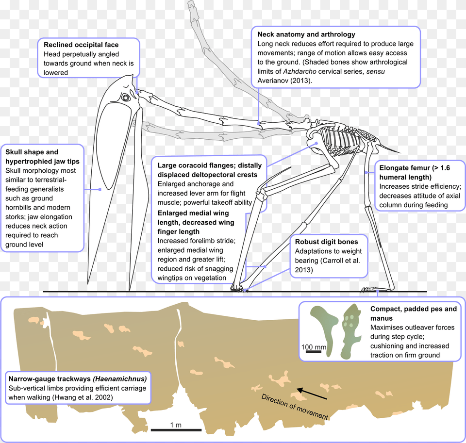 Mostall Food Likely Procured On Land Pterosaurs Terrestrial Stalker, Bow, Weapon Free Png