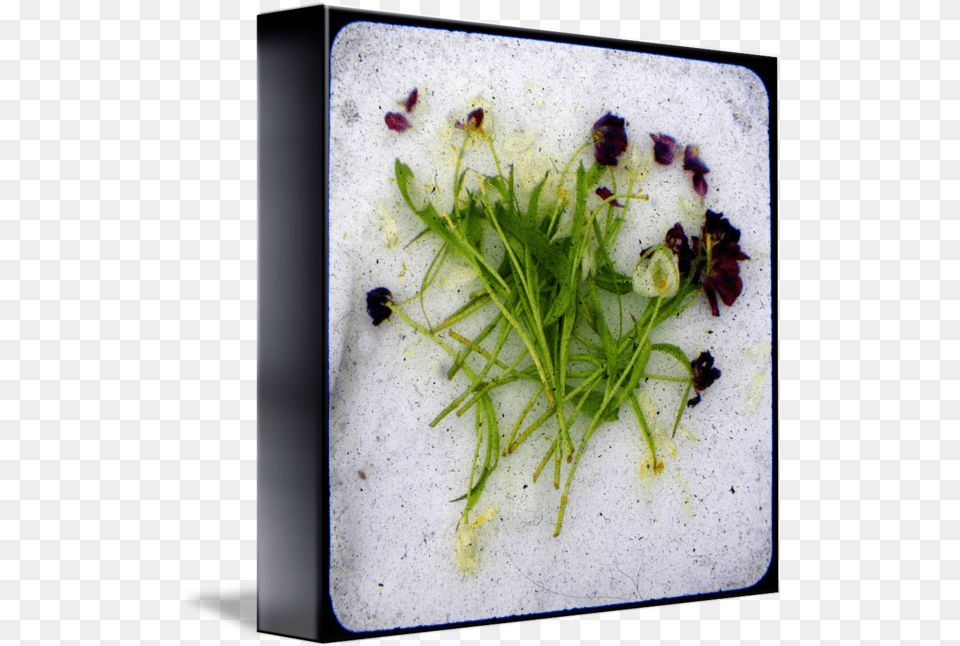 Mostly Dead Flowers Ttv Iris, Leaf, Herbal, Herbs, Plant Free Transparent Png