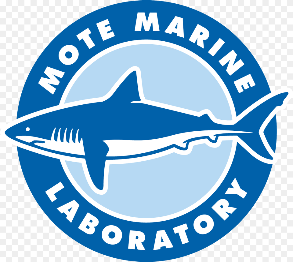 Mote Marine Laboratory Amp Aquarium, Animal, Fish, Sea Life, Shark Free Png