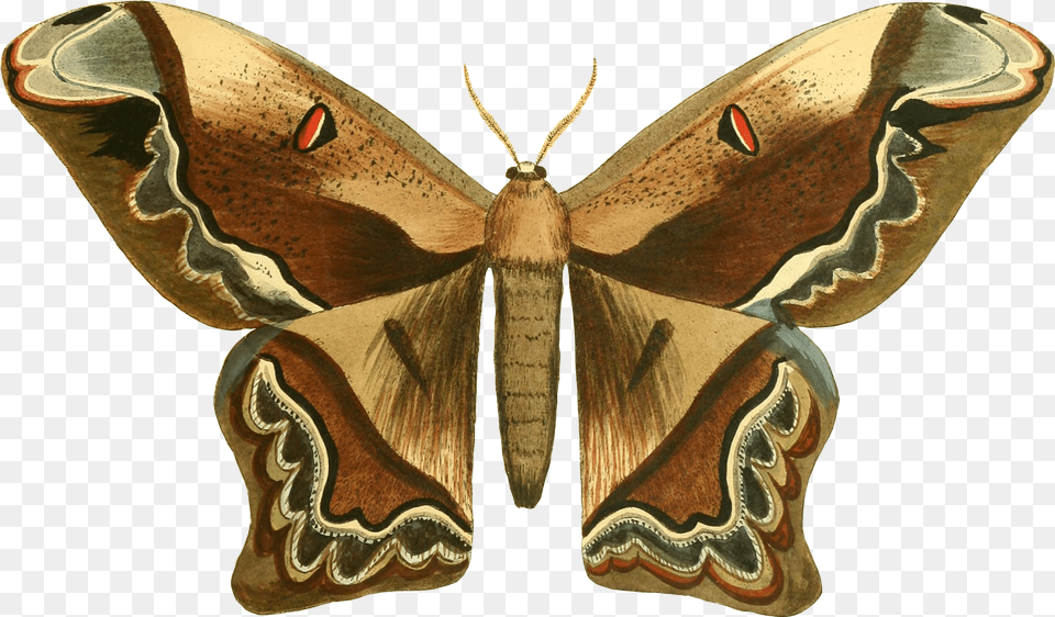 Moth, Animal, Butterfly, Insect, Invertebrate Png